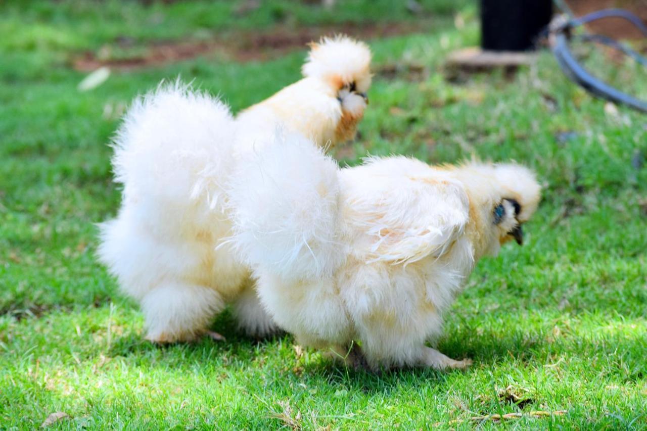 Manas Resort With Petting Zoo, Igatpuri Bagian luar foto